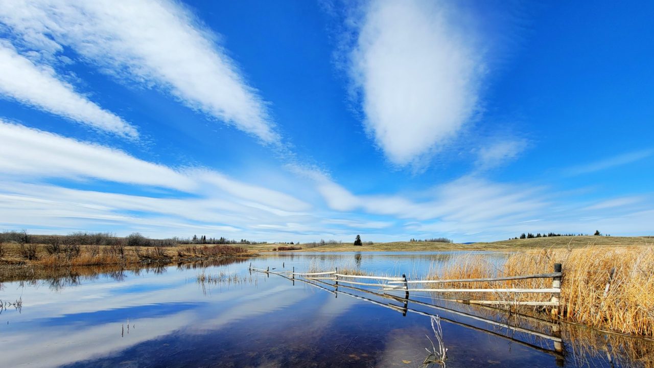 Grassland pond in spring.